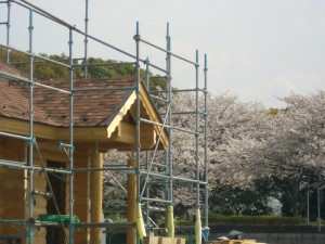 足場の上から、見る桜は一味ちがいますね。